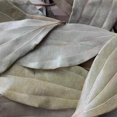 250克 湘川菜香料 湖南香叶香桂叶 非月桂叶红烧肉炒鸭卤制品调料