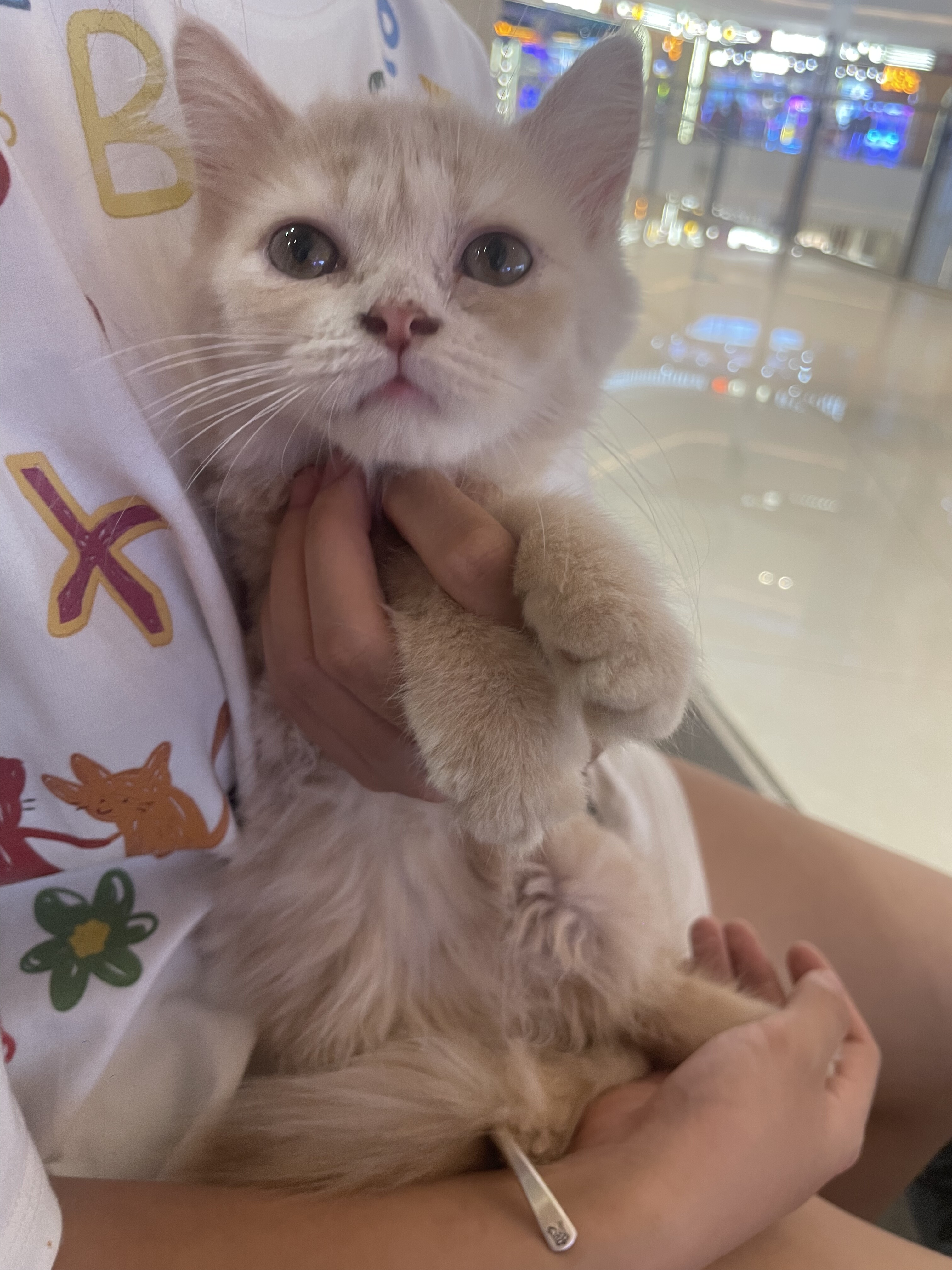 乳色猫咪英短乳色猫萌宠猫咪