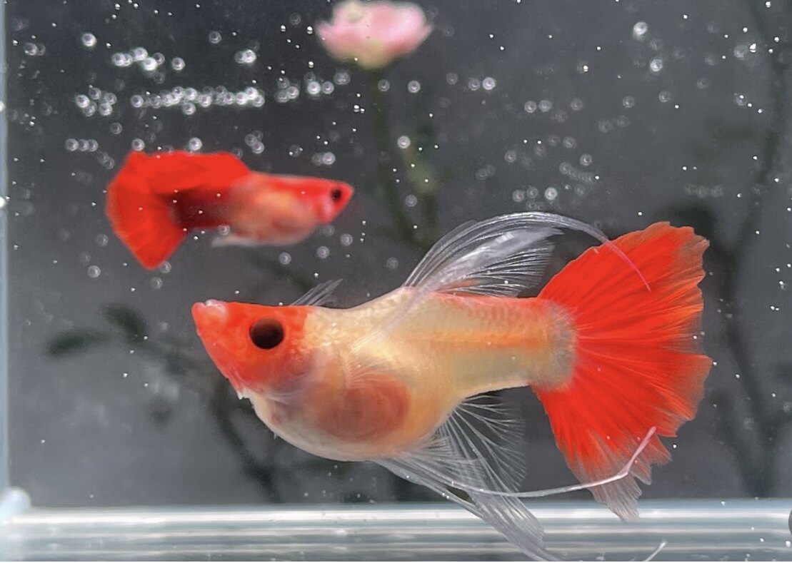 满100包邮深海蓝红头玻璃猫大C 高端精品孔雀鱼 请阅读宝贝描述