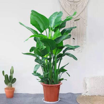 网红天堂鸟盆栽大型绿植办公室卧室日本客厅除甲醛北欧风净化空气