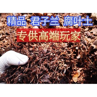 君子兰专用土腐叶土有机营养土橡树叶腐熟树叶松针东北营养土高端