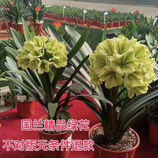 查尔斯绿花君子兰精品苗绿佛手阳台盆栽客厅绿植