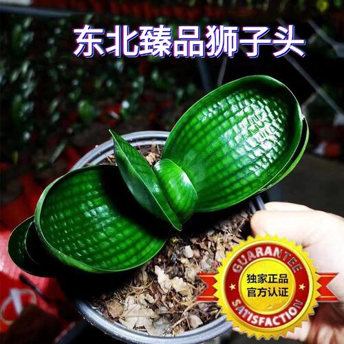 东北名贵新款君子兰狮子头麻脸珍珠王特级油匠宽短叶圆头盆栽苗