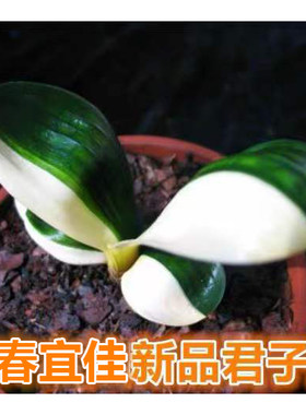 君子兰阳台办公桌窗台茶几