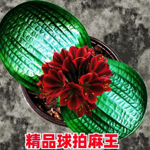 东北精品君子兰球拍珍珠麻王黑狮子虎头圆头麻脸赤黑花色对版发货