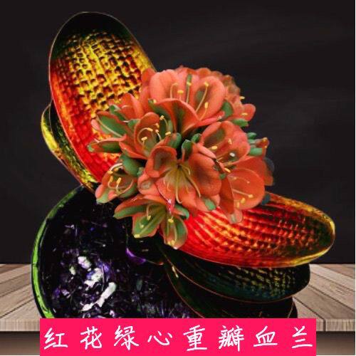 长春精品名贵君子兰黄金豆血兰黄体珍珠麻脸圆头和尚短叶四季花卉