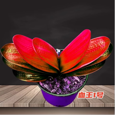 长春君子兰血兰趣味观赏满身红钢板麻脸油匠短叶四季赏花盆景