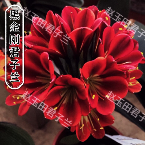 开黑红花室内养殖君子兰奇花异草