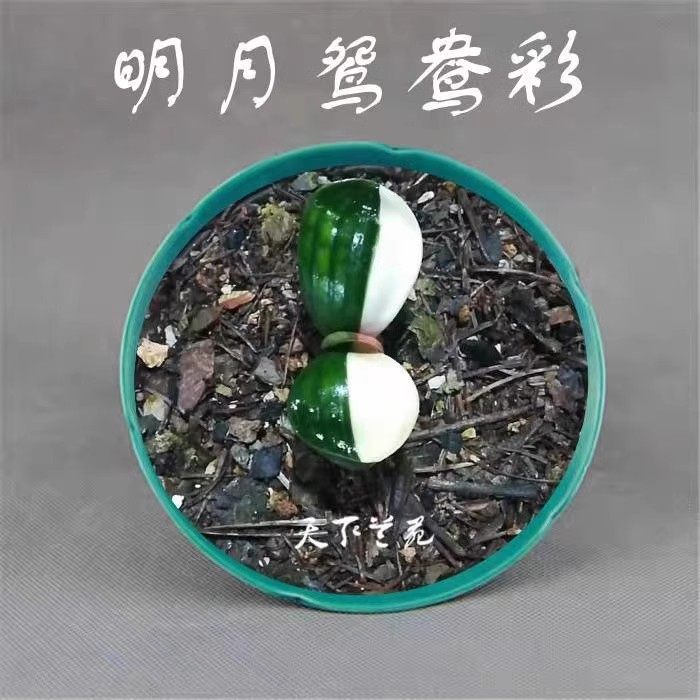 明月鸳鸯彩兰小苗精品君子兰客厅桌摆花卉观叶植物阳台盆栽油匠短