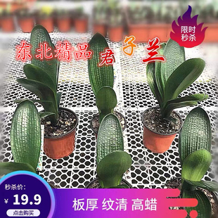 东北精品君子兰国兰立板麻脸油匠蜡膜花脸名贵特级花卉盆栽大小苗