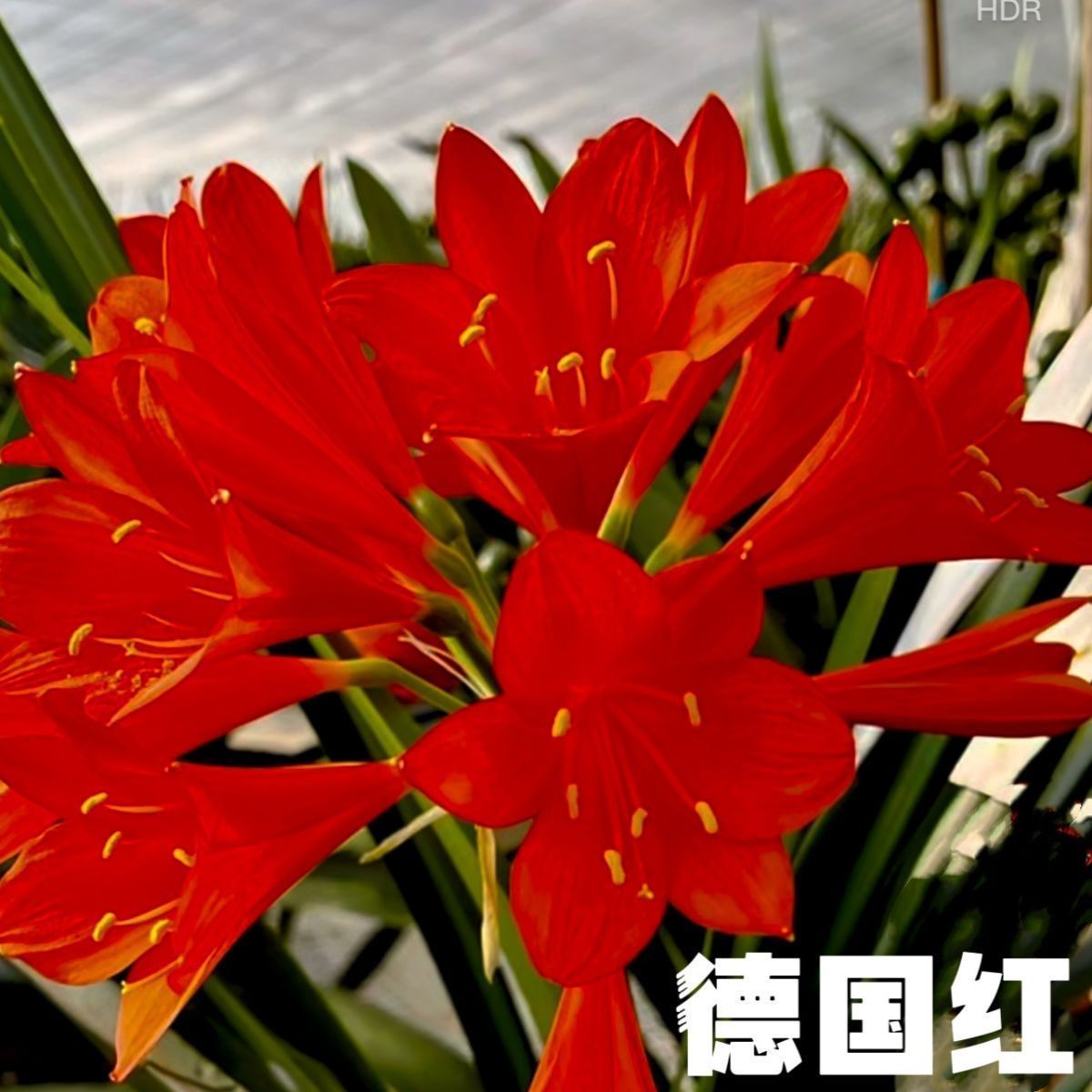长春精品国旗红鸡血红比利时红花君子兰花朵超长花苞大开花多带盆