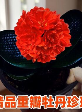 东北稀有新品高端牡丹重瓣24瓣宽叶短圆头麻脸君子兰珍珠一号带盆