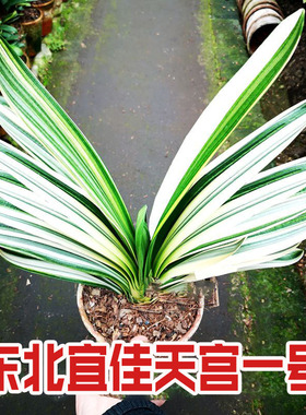东北新款彩兰天宫一号君子兰 瓷白墨绿油麻彩鸳鸯一线天覆轮小苗