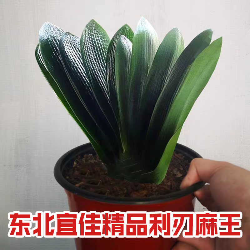 东北名贵精品君子兰利刃麻王短叶立板麻脸油匠宽叶钢板大座基苗