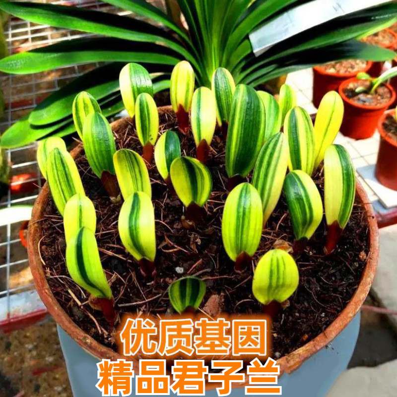 东北精品君子兰 彩兰一叶苗瓷白墨绿鸳鸯 福伦一线天金丝彩绿植