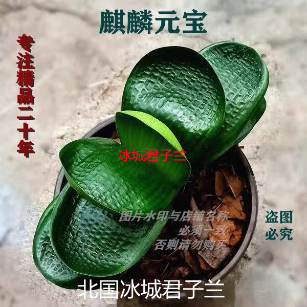 长春名贵君子兰盆栽麒麟元宝小苗珍珠王坑纹圆头和尚室内绿植花卉