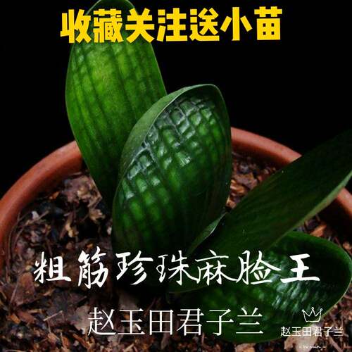 绿植长春名贵圆头盆栽君子兰小苗