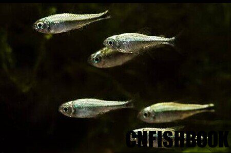 圭亚那新款热带鱼 热带观赏鱼 灯科鱼 蓝线金灯观赏鱼热带鱼包邮