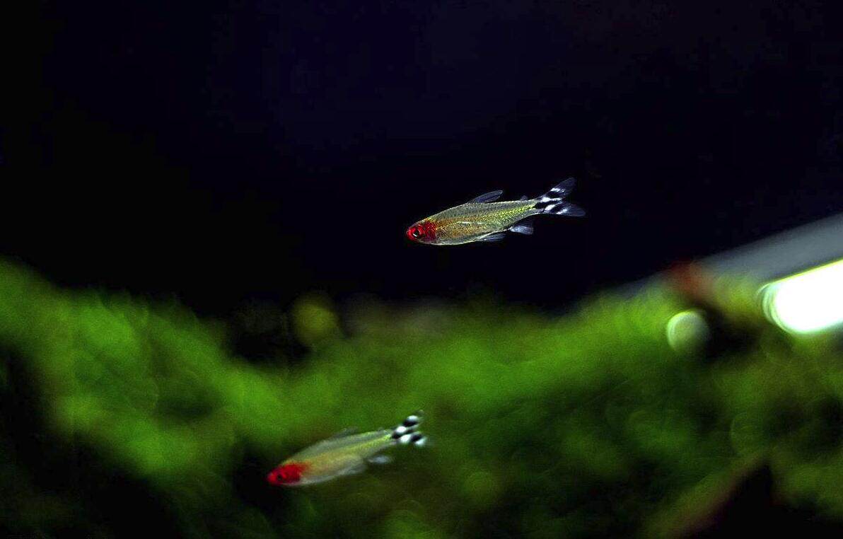 红鼻剪刀 红鼻子剪刀 观赏鱼 红鼻子 红鼻 小型热带 灯科热带鱼在类目 宠物/宠物食品及用品, 水族世界, 鱼中 - 来自Buy2taobao.com提供专业的淘宝代购服务