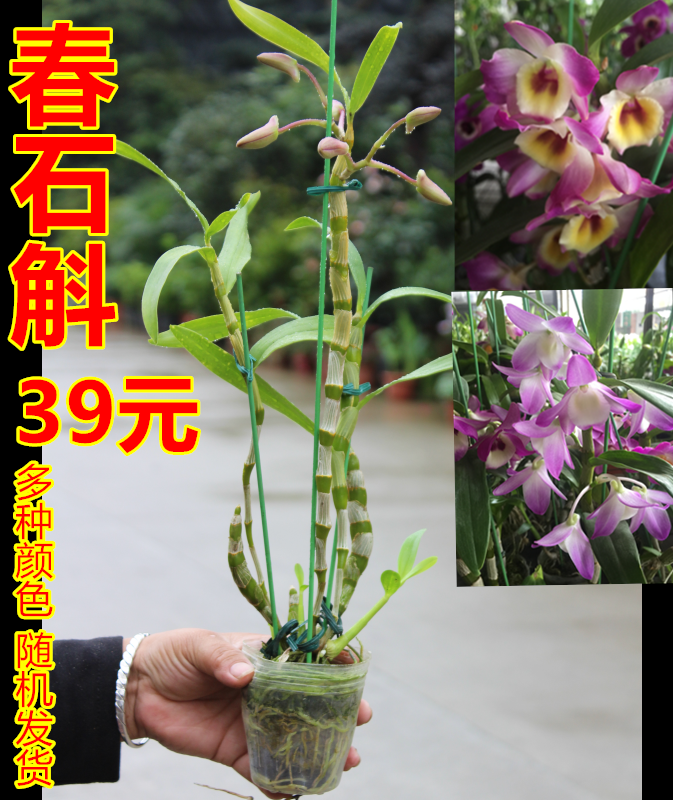 兰花石斛兰春花苗室内绿植盆栽