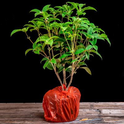 桂花树新款苗花卉易活四季开花盆栽客厅阳台室内家养绿植好养的花
