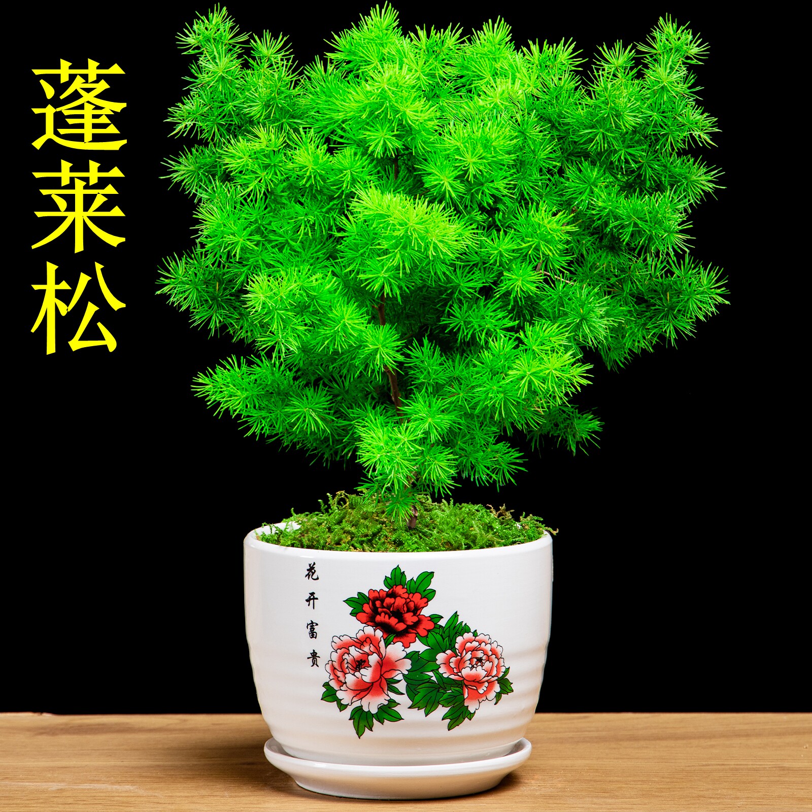 蓬莱松盆栽植物室内花卉去甲醛四季常青生肖猴招财桌面绿植小盆景