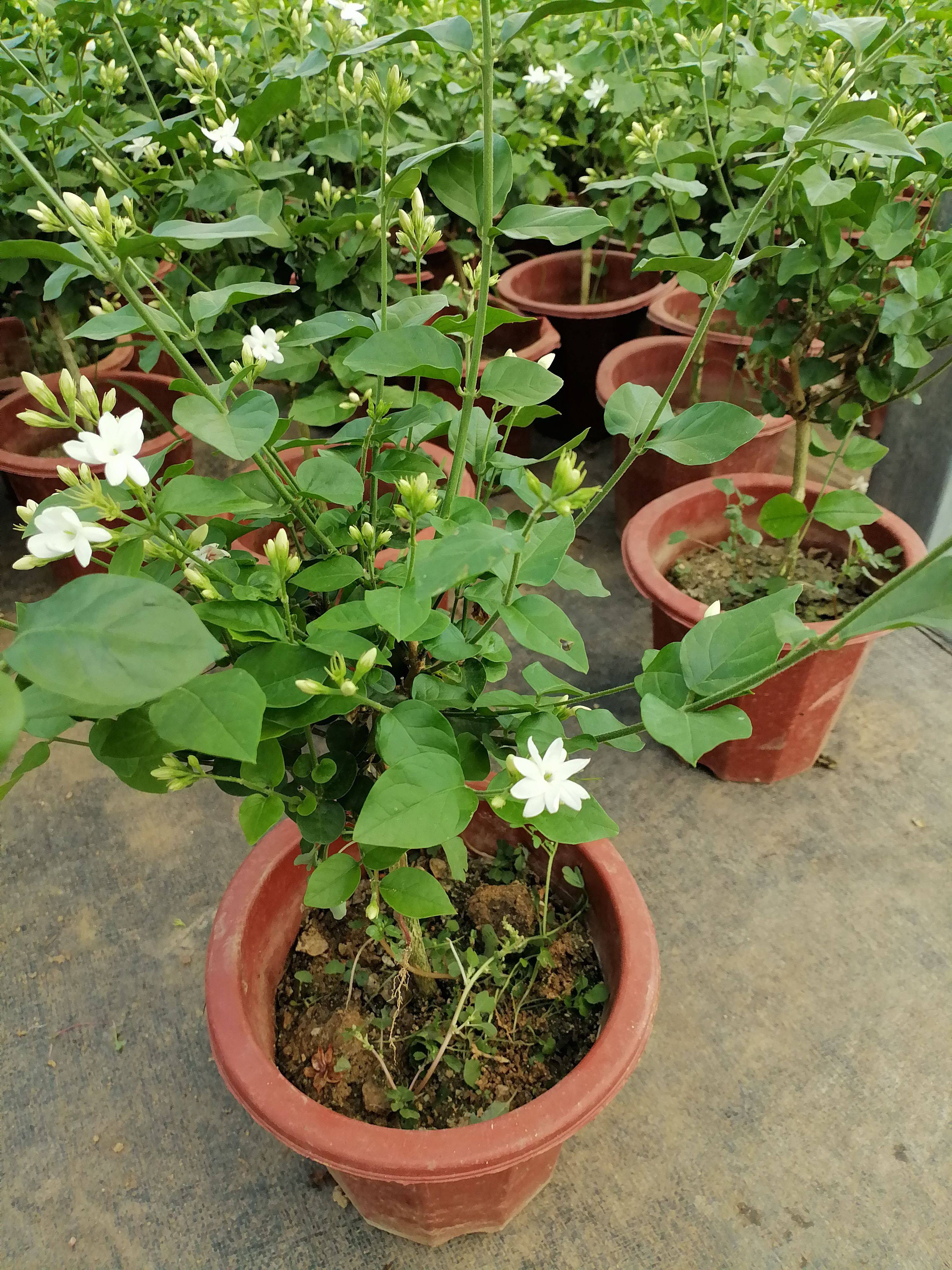单瓣笔尖茉莉花独杆型茉莉苗盆栽室内室外浓香植物开花带花苞