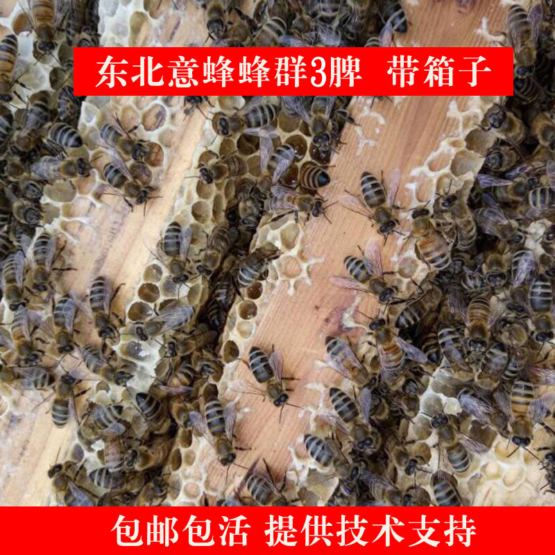 蜜蜂群意蜂群 笼蜂带蜂王 意大利蜜群种蜂群 箱蜂活体蜂包邮包活