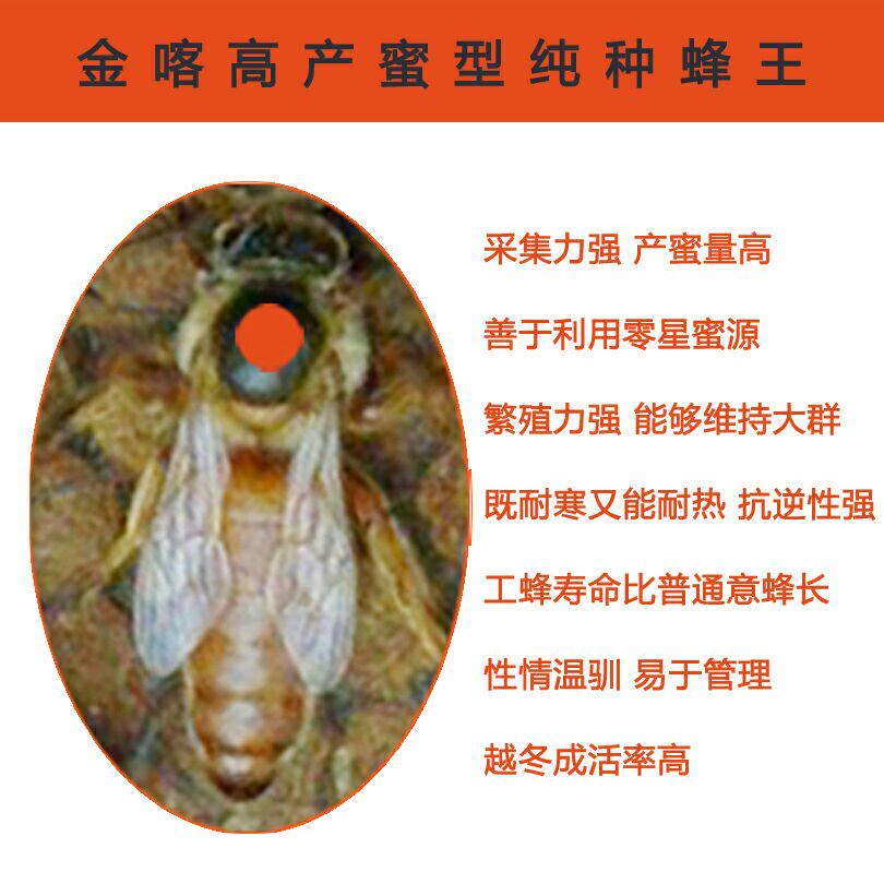 金喀种蜂王高产蜜型意蜂王蜜蜂蜂王新蜂王产卵王 活体 包邮现货