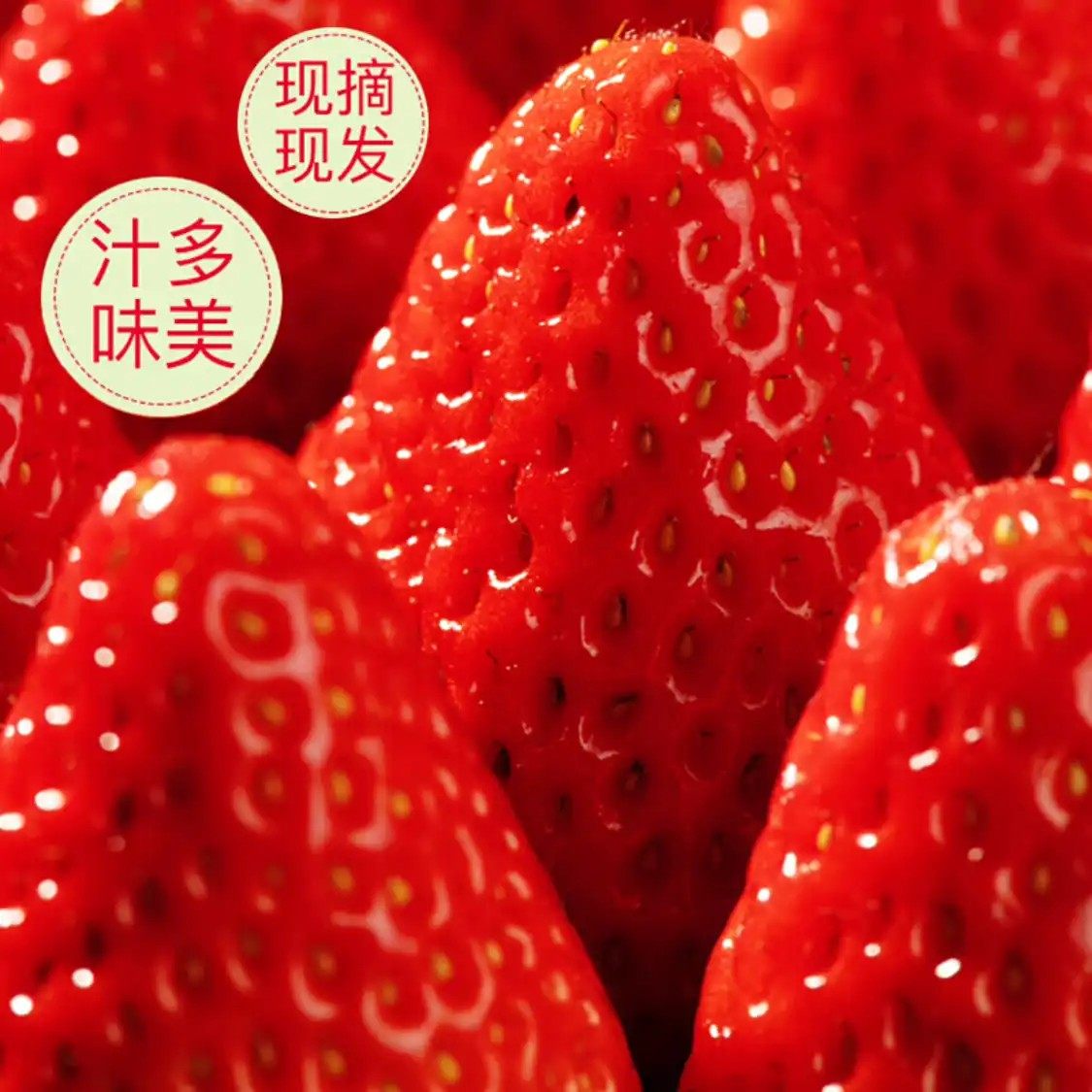 长丰红颜牛奶草莓 现摘现发 产地直供