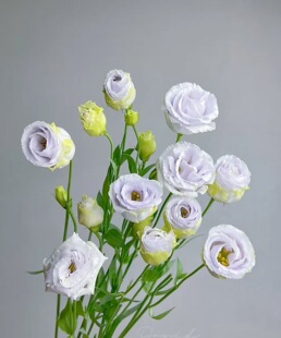 漫朵桔梗.莫兰迪600g不 包邮