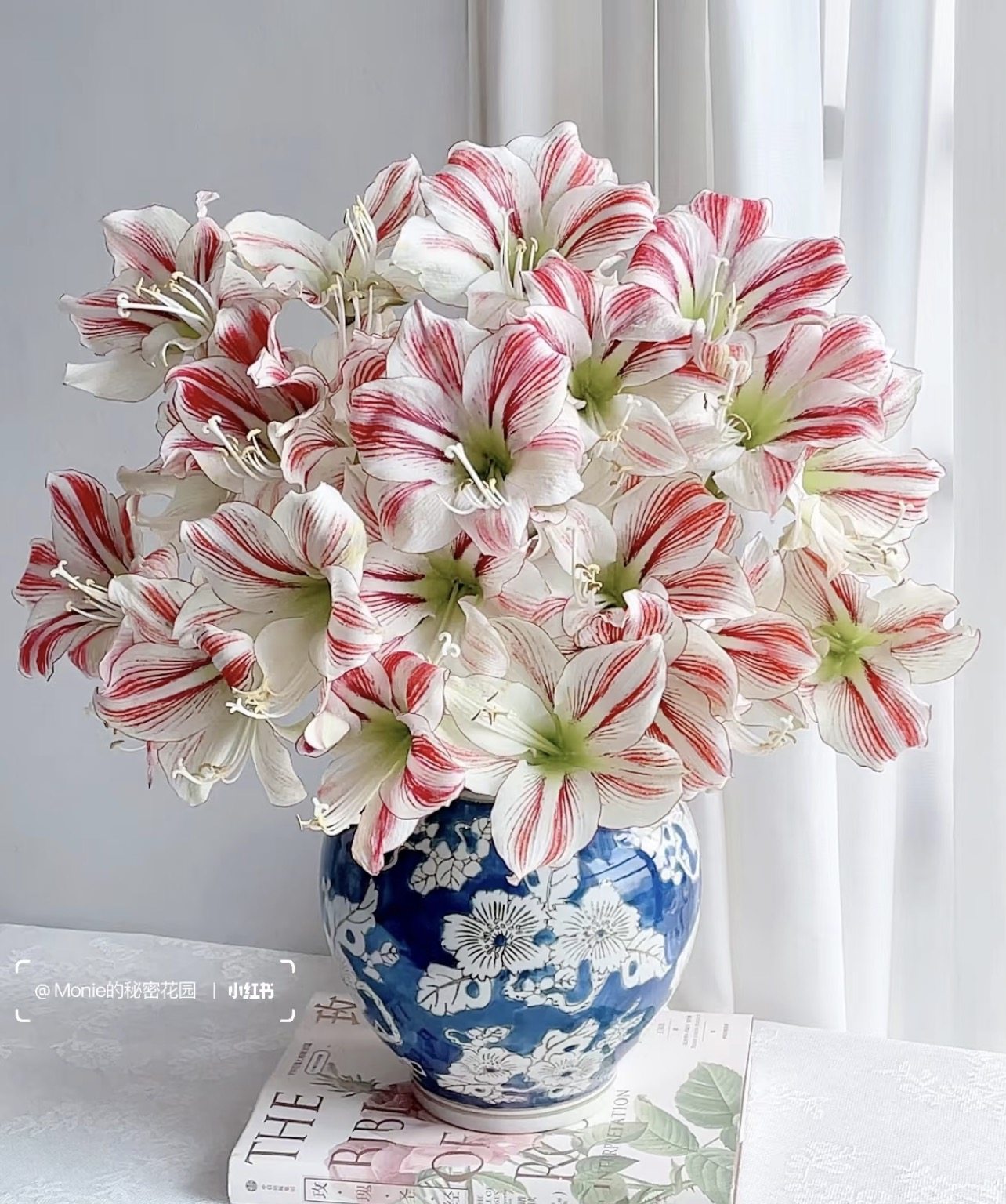 方德朱顶红.A级童话朱顶红4枝不包邮,鲜花速递/花卉仿真/绿植园艺,婚车鲜花,淘宝优惠券,粉丝福利购,淘宝优惠卷