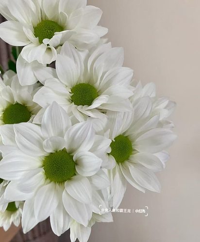 花努力小菊.索芙特10枝不包邮