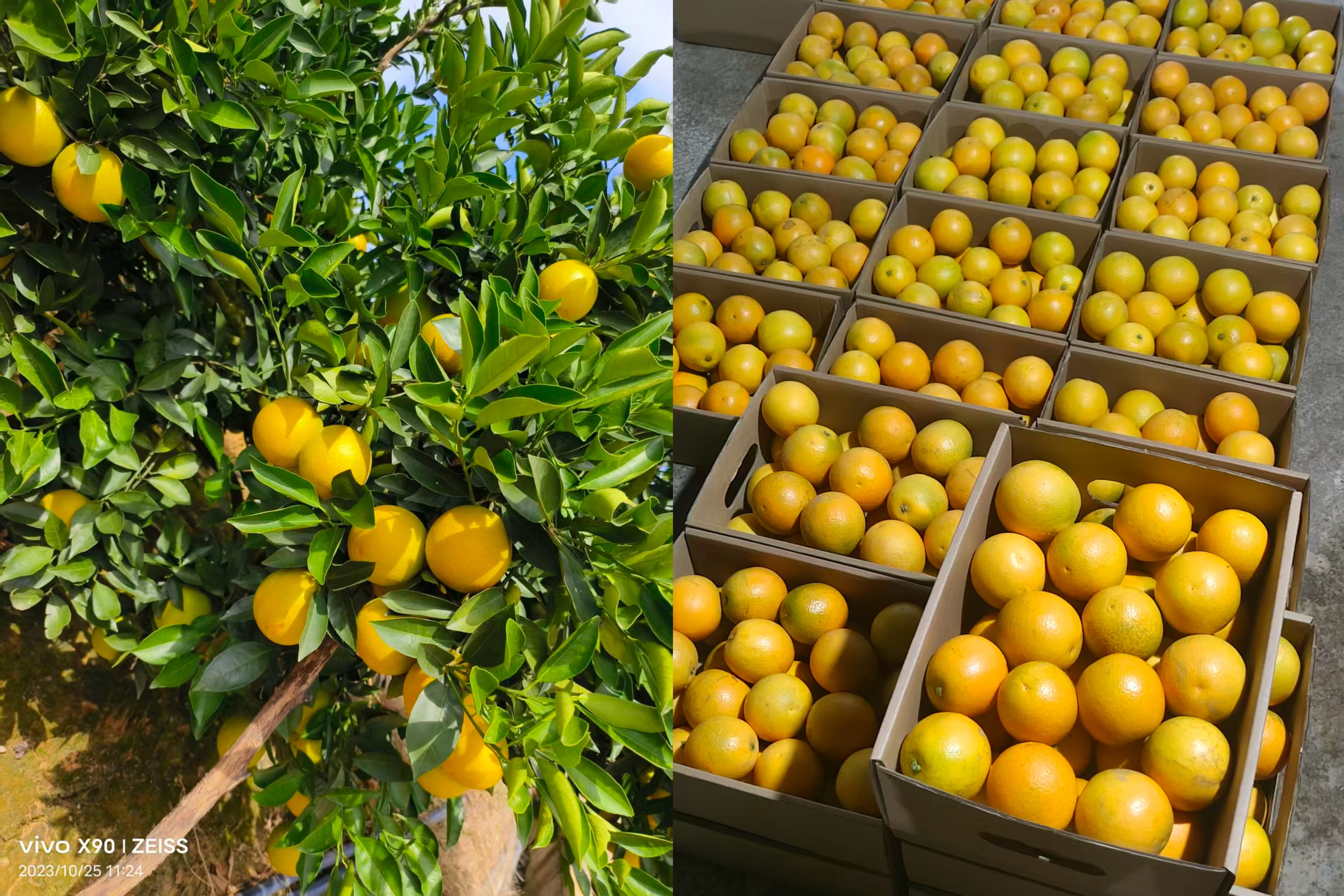 云南哀牢山橙子10斤包邮（基地直发）,鲜花速递/花卉仿真/绿植园艺,周期订阅鲜花,淘宝优惠券,粉丝福利购,淘宝优惠卷