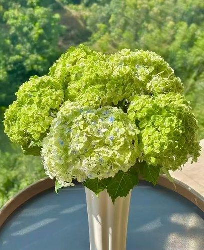 绣球.国绿5枝不包邮