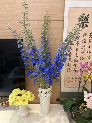 大飞燕.蓝幽灵60-70cm不包邮