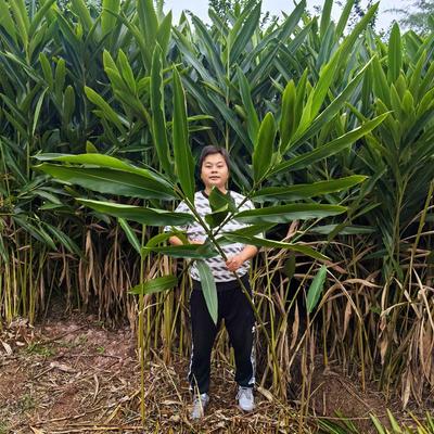 四川宜宾特产新鲜良姜叶子鸭儿粑猪儿粑叶子叶儿粑叶子黄粑叶