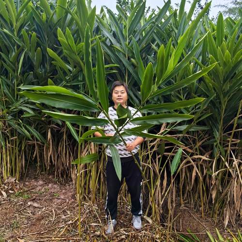 四川宜宾特产新鲜良姜叶子鸭儿粑猪儿粑叶子叶儿粑叶子黄粑叶
