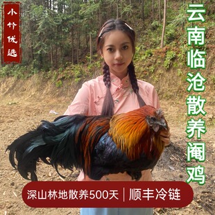 云南山货农村散养太监鸡跑山鸡土鸡红毛老阉鸡献鸡活体阉母鸡现杀
