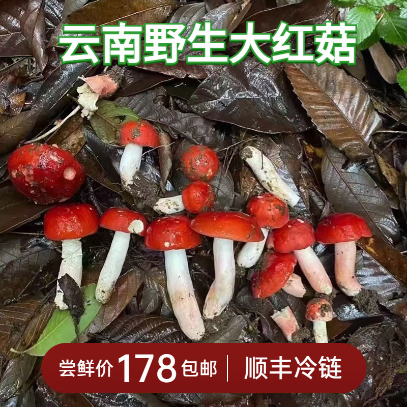 云南新鲜野生红菇红椎菌福建大红菌红伞伞蘑菇煲汤泡水喝顺丰包邮