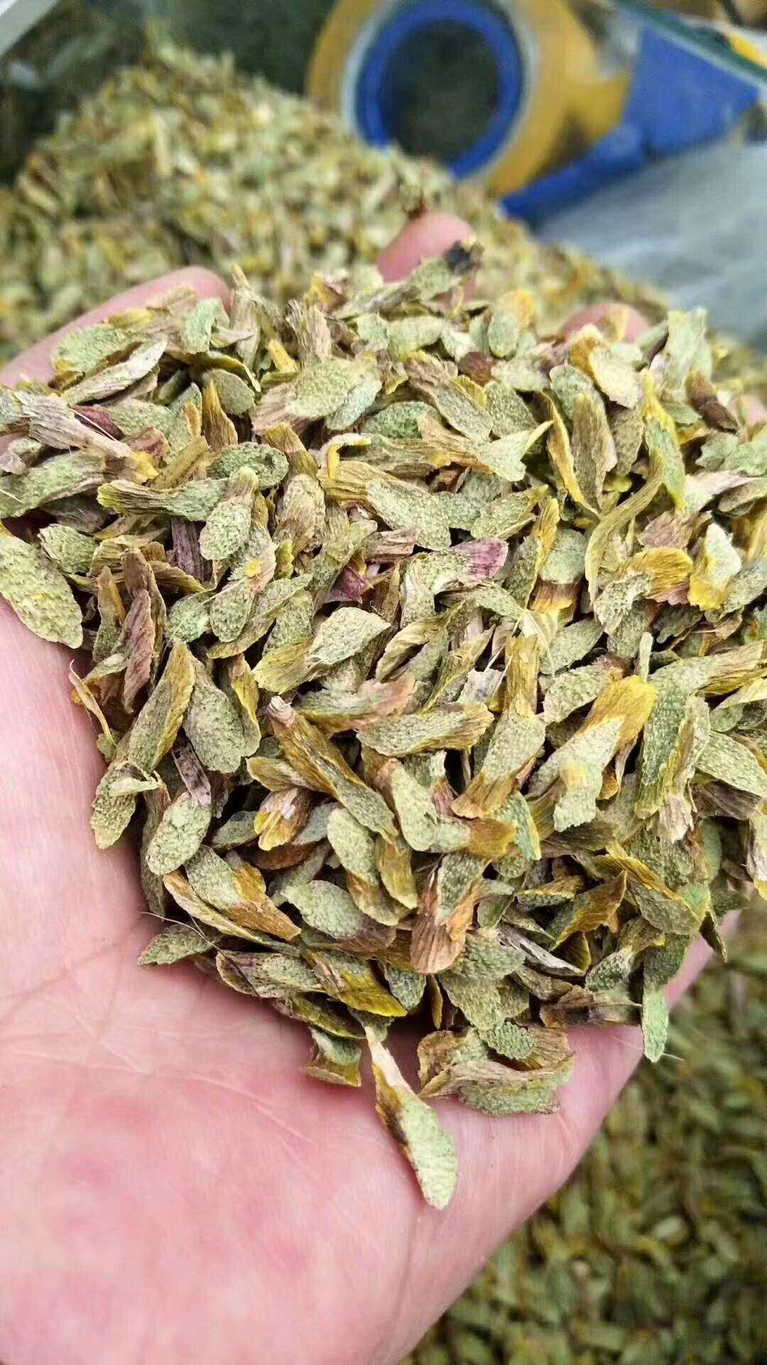 铁皮石斛切片干片正品新鲜铁皮石斛片枫斗云南霍山石斛胶多渣小