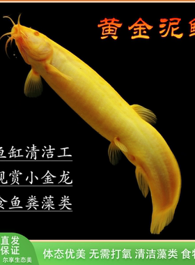 黄金鳅好养观赏鱼耐活活体清道夫