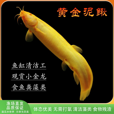 黄金鳅好养观赏鱼耐活活体清道夫