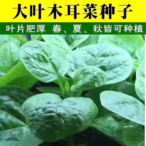 肥厚大叶木耳菜种子蔬菜种籽四季种孑夏季菜苗小青菜阳台盆栽菜种