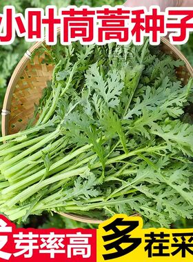 小叶茼蒿种子皇帝菜种籽光杆蒿子秆四季播阳台盆栽庭院蔬菜种子