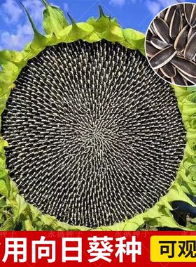 千里香向日葵种子春夏四季播大瓜籽盆栽蔬菜葵花籽高产耐旱孑