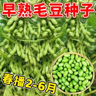 早熟毛豆种子本地特绿青豆种孑高产大粒黄豆大豆种籽菜豆种蔬菜籽