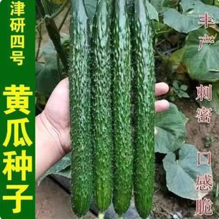 津研四号搭架黄瓜种子绿皮绿瓤甜脆嫩绿黄瓜节节有瓜绿刺黄瓜种子