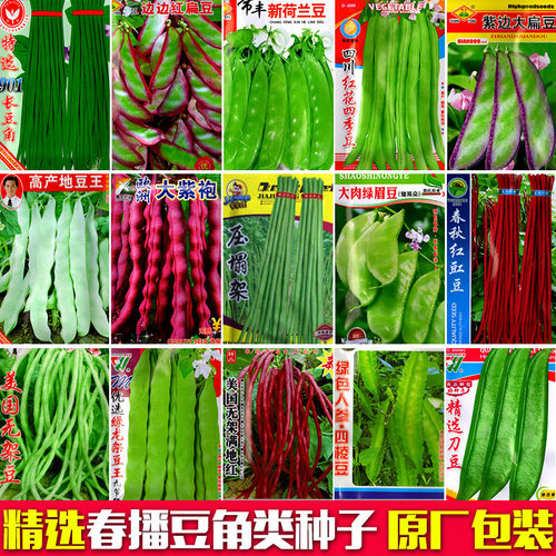 四季原装蔬菜种子长豆角种子架豆芸豆春夏秋豇豆家庭院种植易种 - 封面