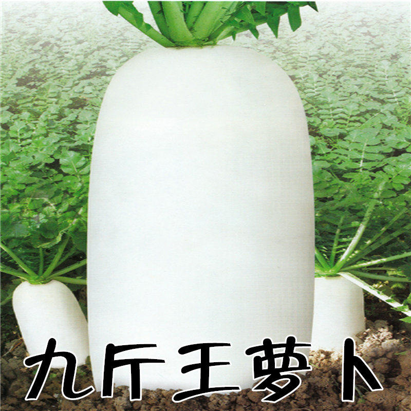 九斤王大白萝卜种子春秋播种蔬菜籽长白萝卜孑四季特大白萝卜种籽